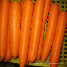 Carottes rouges en Chine